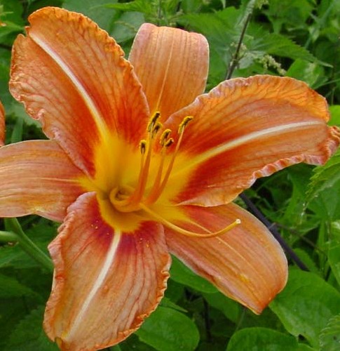 Hemerocallis-fulva-1