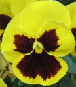 yellow pansy flowers