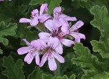 Pelargonium graveolens rose geranium