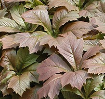Rodgersia podophylla fall color