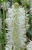 Sanguisorba canadensis