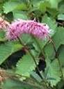 Sanguisorba hakusanensis