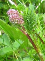 Sanguisorba minor 2