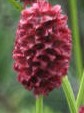 Sanguisorba officinalis