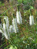 Sanguisorba_canadensis_2