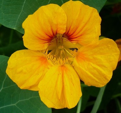 Tropaeolum-Majus