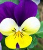 Viola tricolor 2