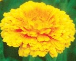 calendula 2