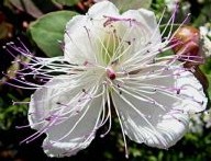 capparis_inermis cappers