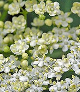 elderflower