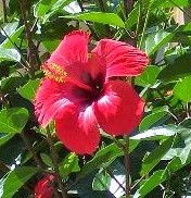 hibiscus bush