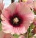 hollyhock 2