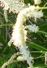 sanguisorba-tenuifolia-alba