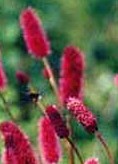 sanguisorba_menziesii