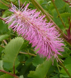 sanguisorba_obtusa