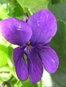 Viola odorata