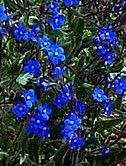 Anchusa azurea