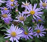 Aster_fricartii_Monch
