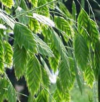 Chasmanthium_latifolium