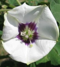 Datura discolor 2