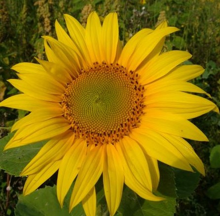 Helianthus annus