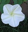 Ipomea alba moonflower
