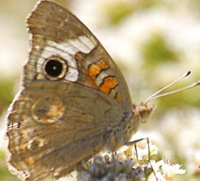 Junonia coenia cl f n m