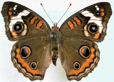 Junonia coenia op