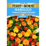 Marigold seeds