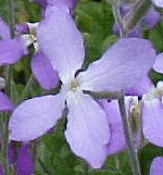 Matthiola_longipetala Night blooming Stock