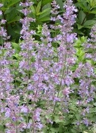 Nepeta-faassenii