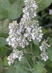 Nepeta_cataria_