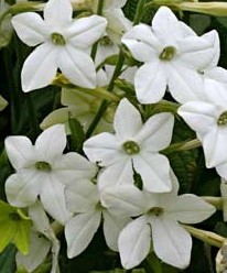 Nicotiana alata