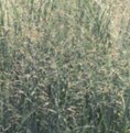 Panicum_virgatum_Heavy_Metal