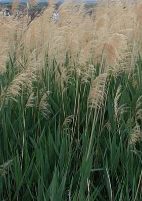Phragmites australis