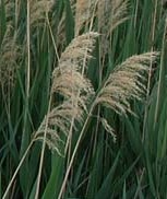 Phragmites australis