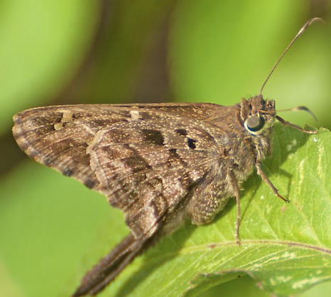 Skipper long tailed Urbanus proteus cl