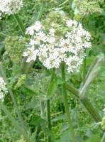 Valeriana officinalis