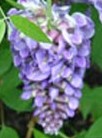 Wisteria_Amethyst_Falls