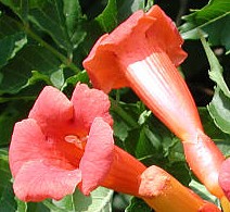 campsis_radicans