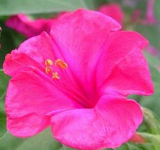 mirabilis_jalapa8