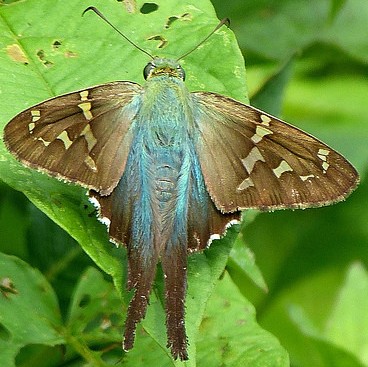 skipper long tailed Urbanus proteus op