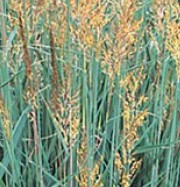 sorghastrum_nutans
