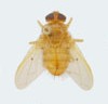 tachinid fly