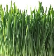 wheat grass