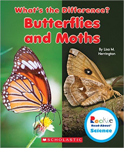 Butterflies and Moths Herrington