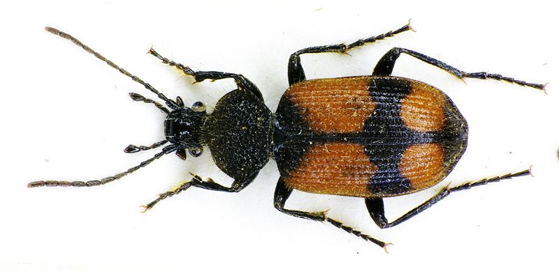 Panagaeus_cruxmajor Siga Wikimedia Commons