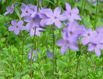 Phlox_stolonifera_