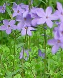 Phlox_stolonifera_