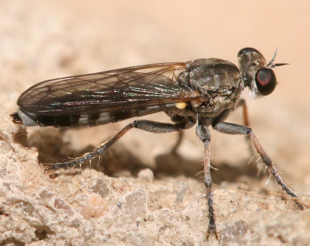 Robber flyAsilidae_Stichopogon Muhammad Mahdi Karim